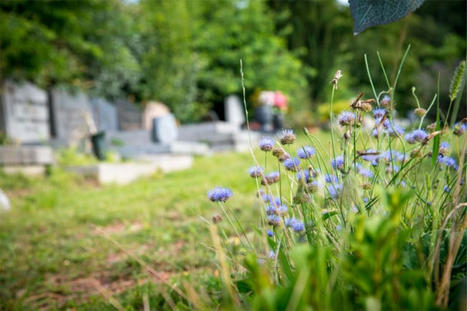 Toussaint : la végétalisation des cimetières est en marche (photos) | Les Colocs du jardin | Scoop.it