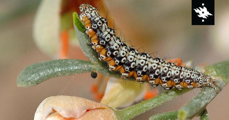 Finnish researchers discover a new moth family | GREENEYES | Scoop.it