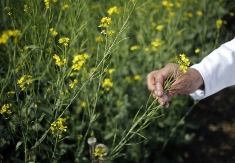 India eases stance on GM crop trials | Plant Sciences | Scoop.it