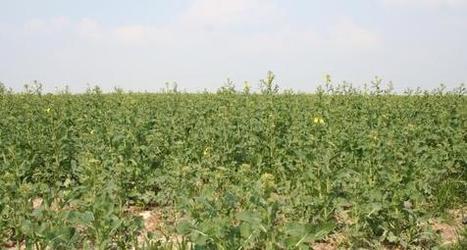 Floraison des colzas : Le m&eacute;lig&egrave;the devient pollinisateur - Terre-net.fr | EntomoNews | Scoop.it