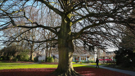 &Agrave; Hellemmes, fl&acirc;ner au milieu d&rsquo;arbres remarquables, &ccedil;a vous branche ? | Nature en ville | Scoop.it