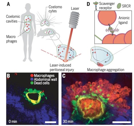 Coup de cœur - Les macrophages GATA6+ fonctionnent comme des plaquettes extravasculaires pour réparer des blessures tissulaires | Life Sciences Université Paris-Saclay | Scoop.it