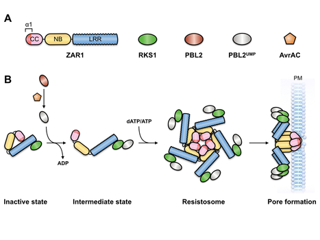 Zenodo: Death switch: how resistosomes activate immunity (2019) | Plants and Microbes | Scoop.it