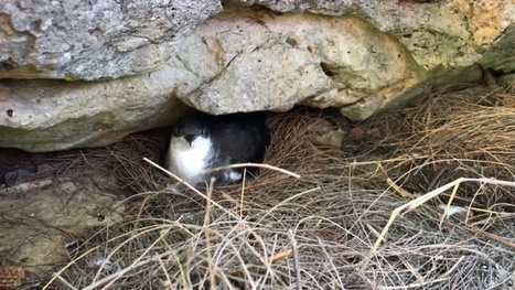 Protection des oiseaux aux Gambier : le combat continue | Biodiversité | Scoop.it