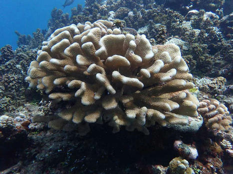Restaurer les récifs coralliens de Puna’auia | Biodiversité | Scoop.it