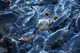 Major US Food Retailers To Shun Genetically Modified, Factory Farmed, Enslaved Seafood | OUR OCEANS NEED US | Scoop.it