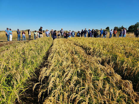 CHILE: Impulsan Sistema de Riego en Cultivo de Arroz para Reemplazar la Tradicional Inundación | SRI Global News ++ March - May 2025    System of Rice Intensification (SRI) | Scoop.it