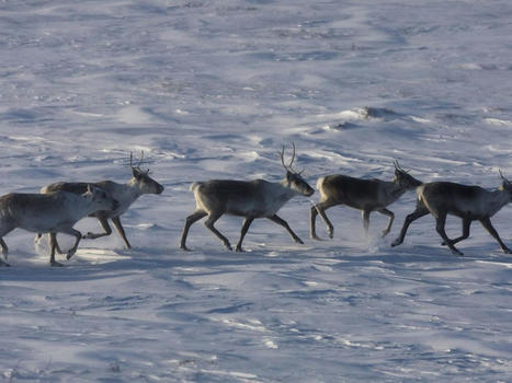 Quebec and Ottawa reach agreement to protect caribou | Montreal Gazette | Ils parlent de nous ! | Scoop.it