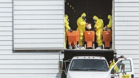 "Online 'recipes' for bird flu virus add to bioterrorism threat!" No. No, they don't. | Virology News | Scoop.it
