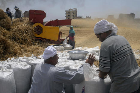 Guerre en Ukraine : comment l'Afrique fait-elle face à la montée des prix du blé ? - TV5 Monde | Agriculture et Alimentation Durable Méditerranéenne | Scoop.it