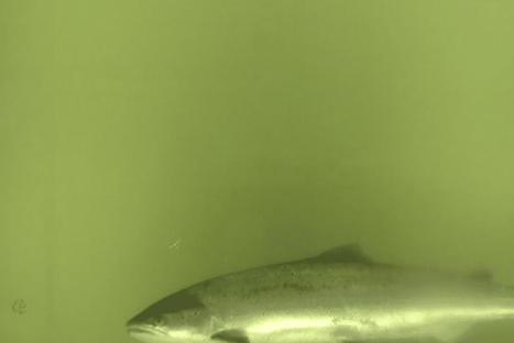 Nature : la migration des saumons a commencé, et ils sont bien de retour dans la Garonne | Biodiversité | Scoop.it
