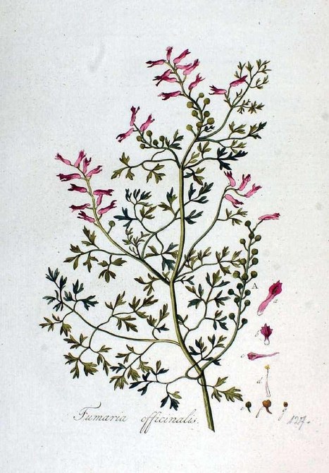 La fumeterre officinale (Fumaria officinalis) | La Cabane aux Arômes | Scoop.it