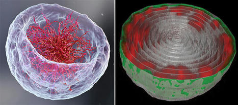 Novel imaging method reveals a surprising arrangement of DNA in the cell's nucleus | Amazing Science | Scoop.it