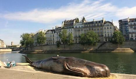 Un cachalot de 20 m&egrave;tres s&rsquo;est &eacute;chou&eacute; depuis la Seine | FLEurons de France | Scoop.it