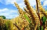 Les OGM tolérants aux herbicides sont déjà obsolètes ? | Toxique, soyons vigilant ! | Scoop.it