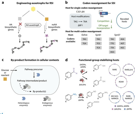 Advancing Genetic Code Expansion in Live Cells Through Metabolic Engineering | anR | RMH | Scoop.it