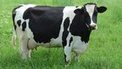 Robots replace migrants to milk cows, and many other tasks, harvesting crops, etc. | News You Can Use - NO PINKSLIME | Scoop.it