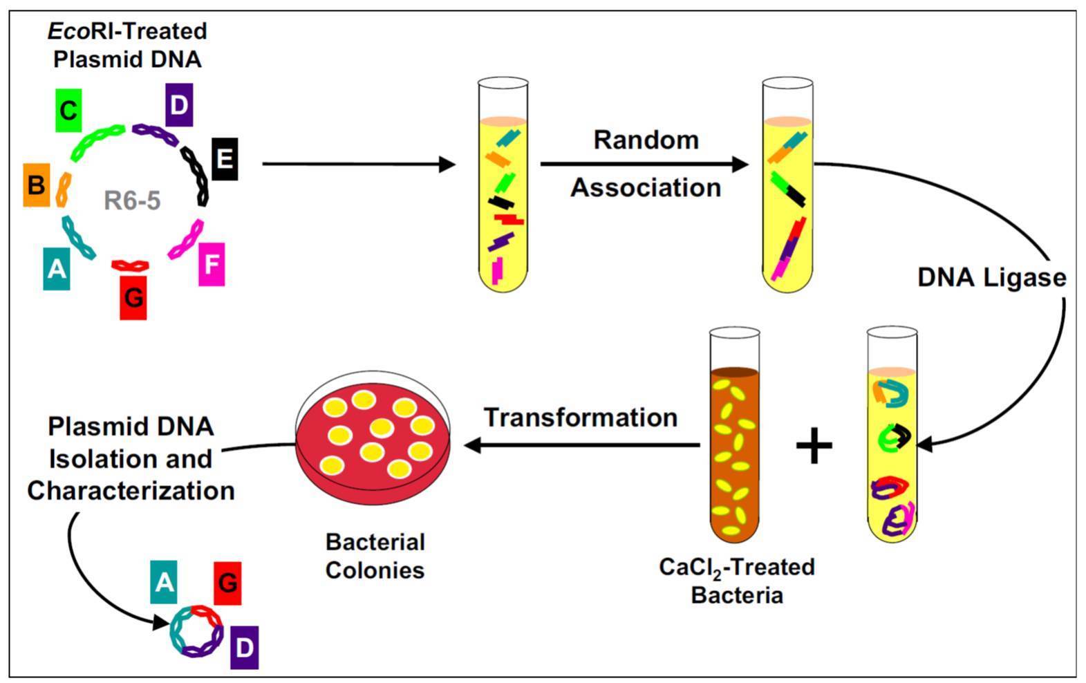 Гибридная плазмида. Plasmid DNA. Plasmid Isolation. DNA Isolation. Выявление плазмид.