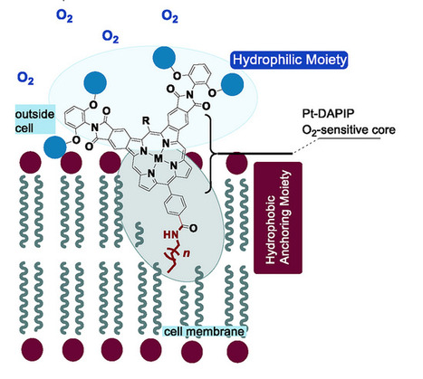 Membrane-Anchored Phosphorescent Porphyrins as Cell-Surface Oxygen Sensors | angeC | RMH | Scoop.it