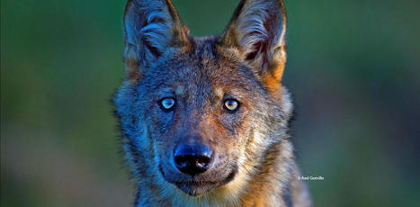 Comprendre la diversité des émotions suscitées par le loup en France | Environnement : Politiques Publiques et Stratégie | Scoop.it
