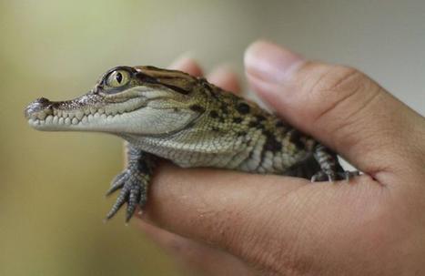 Chine : la police sauve 3.600 crocodiles d'un trafic de viande | La Gazette des abattoirs | Scoop.it
