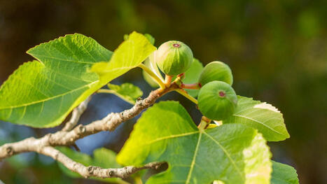 Drought-tolerant fruit trees - 6 of the best for a backyard | | Best Backyard Patio Garden Scoops | Scoop.it