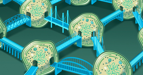 The Ocean Teems With Networks of Interconnected Bacteria | Papers | Scoop.it