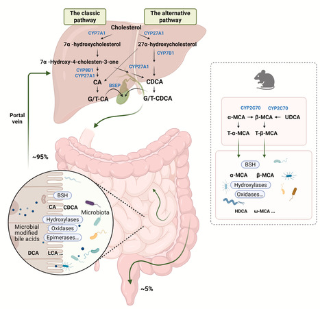 Pleiotropic roles of microbial bile acid metabolism in intestinal health and diseases | chm | RMH | Scoop.it