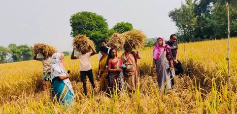 ODISHA, INDIA: Ganjam Farmers Bring Turnaround in Paddy Farming with SRI Method | SRI Global News ++ March - May 2025    System of Rice Intensification (SRI) | Scoop.it