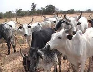 Les vaches au Nigeria ne donnent qu'un litre de lait par jour | Lait de Normandie... et d'ailleurs | Scoop.it