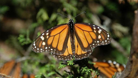Volumen de Mariposas Monarca que arriban a Michoacán podría ... - Mi Morelia.com | Bichos en Clase | Scoop.it