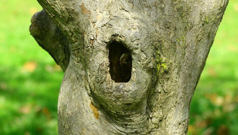 Comment prendre soin d’un vieil arbre creux et prolonger sa vie ? - ici | Paysage - Agriculture | Scoop.it