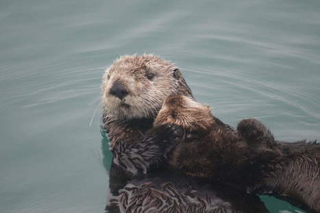 Encyclopedia of Life - «Enciclopedia de la vida», con miles de especies animales clasificadas y perfectamente documentadas | Educación, TIC y ecología | Scoop.it