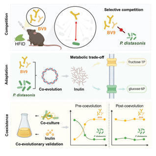 Competition and compromise between exogenous probiotics and native microbiota | csys | RMH | Scoop.it