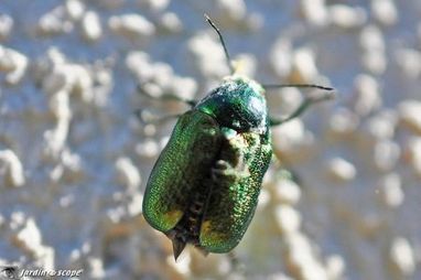 Le JardinOscope : Un mini coléoptère vert commun sur l'oseille... | Les Colocs du jardin | Scoop.it