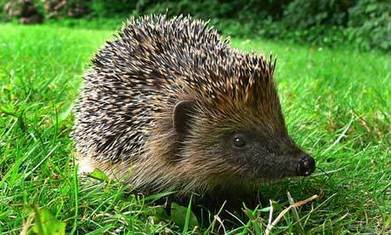 Freezing weather brings fresh perils for British wildlife | BIODIVERSITY IS LIFE  – | Scoop.it