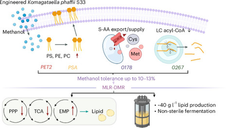 Membrane remodelling for increased methanol tolerance in Komagataella phaffii | Nsyn | RMH | Scoop.it