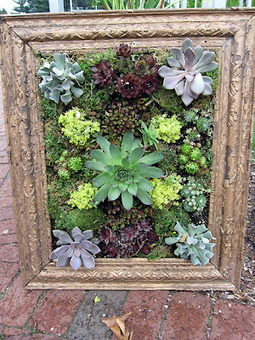 Picture perfect succulents | Gardening Life | Scoop.it