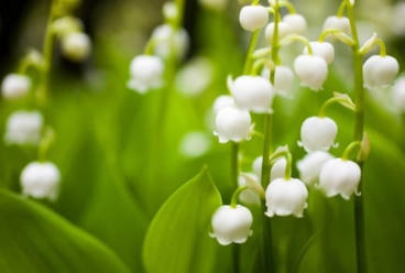 Le 1er mai : Muguet et f&ecirc;te du travail | FLE C&Ocirc;T&Eacute; COURS | Scoop.it