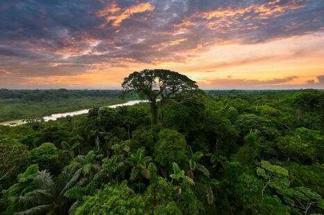 The Amazon in 2025: Challenges and hopes as the rainforest takes center stage | RAINFOREST EXPLORER | Scoop.it