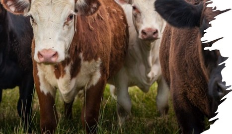 Une nouvelle maladie transmise par les tiques tue le bétail aux États-Unis | Lait de Normandie... et d'ailleurs | Scoop.it