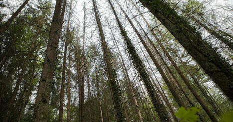 Divonne-les-Bains. Changement climatique : la commune agit (Accès réservé aux abonnés) | L'Architecture, l'Urbanisme, l'Environnement, le Paysage et le Patrimoine... vus par le CAUE de l'Ain. | Scoop.it