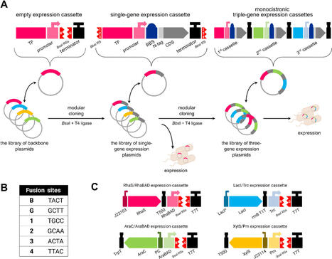 Modular plasmid design for autonomous multi-protein expression in Escherichia coli | Jbe | RMH | Scoop.it
