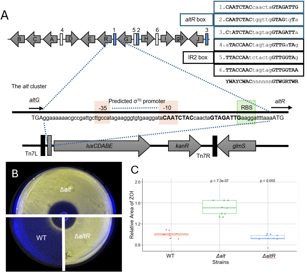 The AltR transcription factor responds to plant...