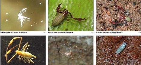 Huit esp&egrave;ces uniques au monde d&eacute;couvertes&nbsp;en Corse | EntomoNews | Scoop.it