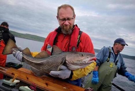 After years of decline, cod and a community rebound in Newfoundland - The Boston Globe | Coastal Restoration | Scoop.it