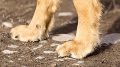 HS: Koiranpentu kuoli nikotiinimyrkytykseen Espoossa | 1Uutiset - Lukemisen t&auml;hden | Scoop.it