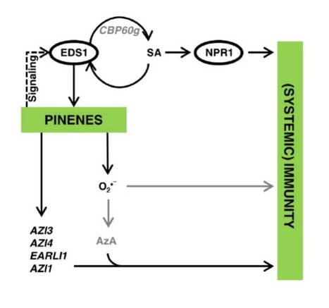 In Brief: Secrets of the Forest: Volatiles First Discovered in Pine Trees Propagate Defense Signals Within and Between Plants | The Plant Cell | Scoop.it