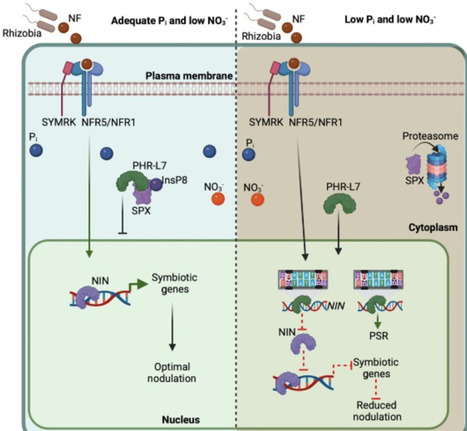 Beyond nitrogen: phosphate controls root nodule symbiosis commitment | Tin | RMH | Scoop.it