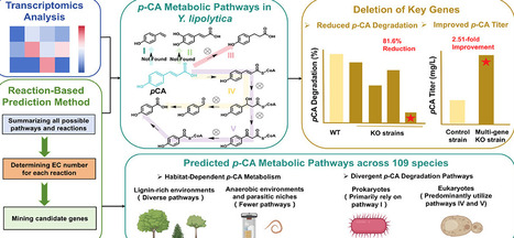 Elucidating the Metabolic Landscape of p-Coumaric Acid to Deepen Biological Implication and Enhance Biomanufacturing | asb | RMH | Scoop.it